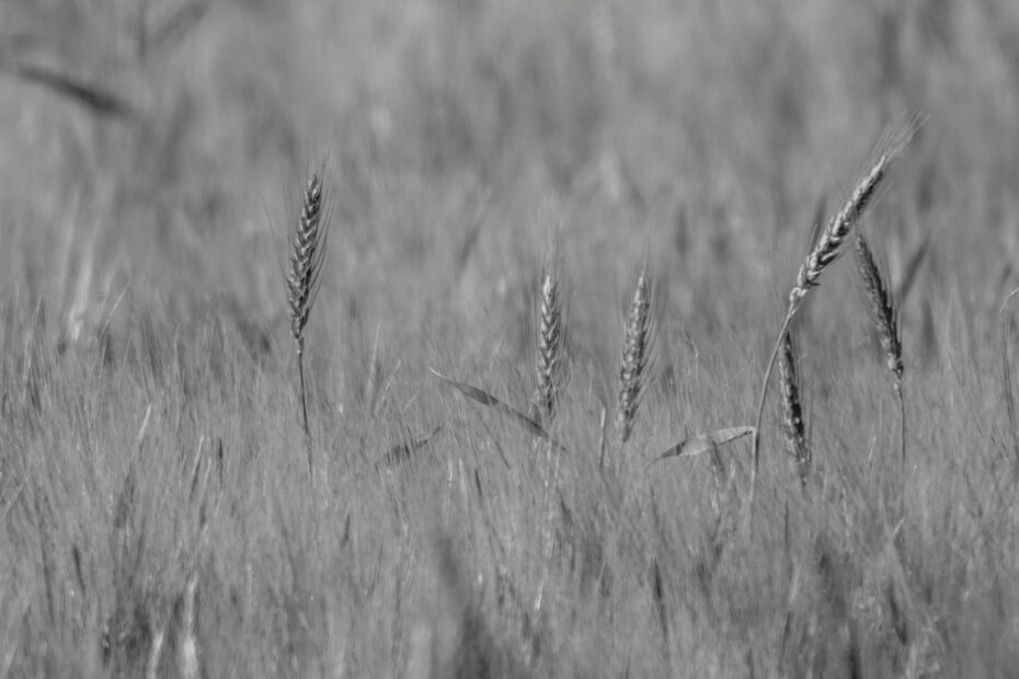 CULTIVO DE TRIGO EN BLANCO Y NEGRO EN EL CAMPO DE CARTAGENA