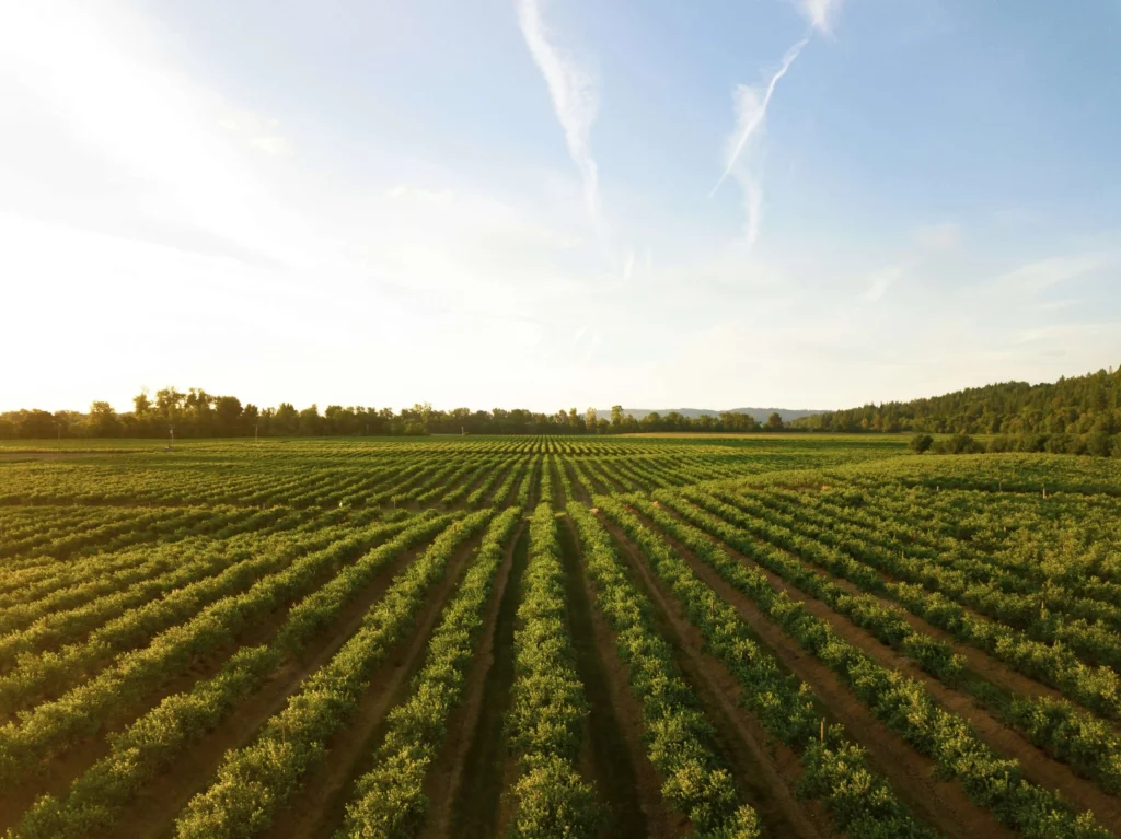 CULTIVOS DE AGRICULTURA