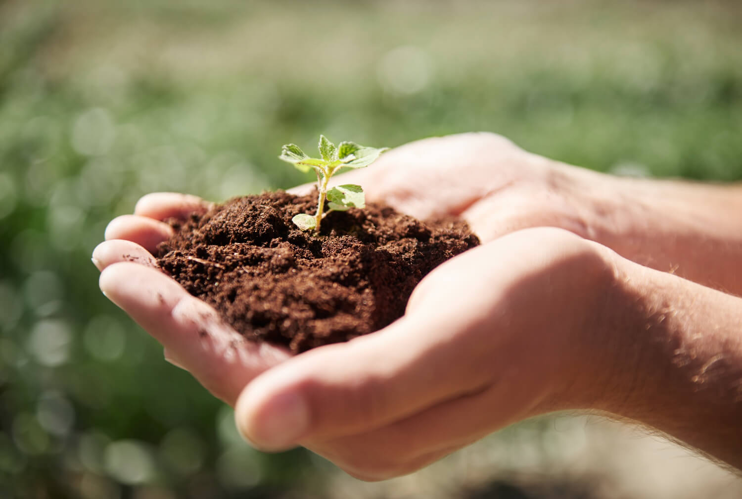 manos sujetando tierra con una planta