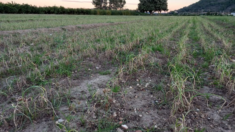 consecuencias de la competencia desleal en el campo español