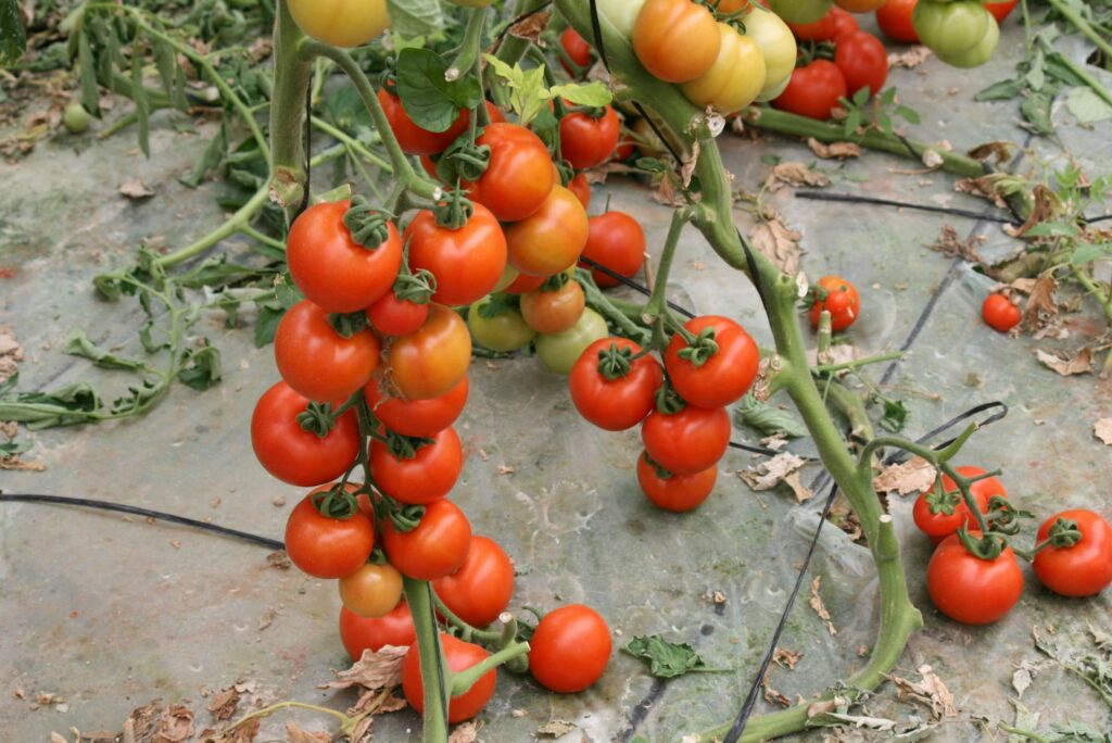 tomate de marruecos genera competencia desleal