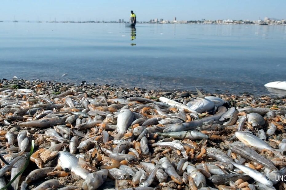 peces muertos en el mar menor