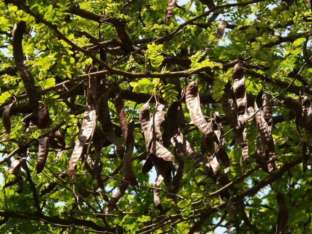 árbol de algarrobo en el Campo de Cartagena